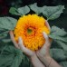 Подсолнечник декоративный Медвежонок Тедди, 1г (Satimex, Германия)