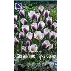 Семена Крокусы chrysanthus Prins Claus (Lefeber)
