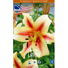 Семена Лилия O.T. Lavon (Lefeber)