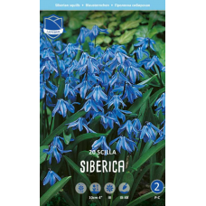 Семена Сцилла siberica (Lefeber)
