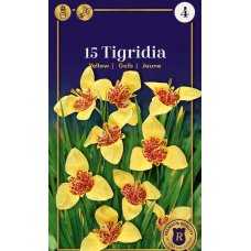 Семена Тигридия Yellow (R. De Ree)
