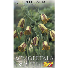 Семена Фритиллярия acmopetala (Lefeber) Семена Фритиллярия acmopetala (Lefeber)
