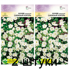 Семена. Качим изящный Снежный король 0.3г -2шт