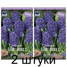 Семена. Гиацинты Blue Jacket (Lefeber) -2шт