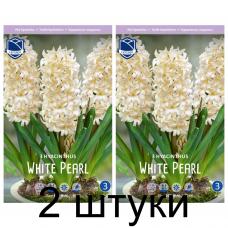 Семена. Гиацинты комнатные White Pearl (Lefeber) -2шт