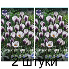 Семена. Крокусы chrysanthus Prins Claus (Lefeber) -2шт