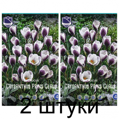 Семена. Крокусы chrysanthus Prins Claus (Lefeber) -2шт