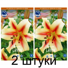 Семена. Лилия O.T. Lavon (Lefeber) -2шт