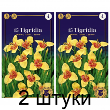 Семена. Тигридия Yellow (R. De Ree) -2шт