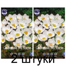 Семена. Крокусы chrysanthus Ard Schenk (Lefeber) -2шт