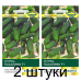 Семена Огурец Пасалимо F1 (Syngenta) 5 шт, РБ -2шт