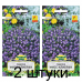 Семена Лобелия Мисс Клибран (W. Legutko) 0,1 г, РБ -2шт