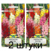 Семена Львиный зев Тетра смесь сортов (W. Legutko) 0,2 г, РБ -2шт