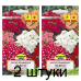 Семена Флокс друммонда Бьюти смесь (N.L. Chrestensen), 0,3 г, РБ -2шт Семена Флокс друммонда Бьюти смесь (N.L. Chrestensen), 0,3 г, РБ -2шт