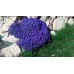 Обриета Королевская синяя 0,1г (W. Legutko, Польша) -2шт