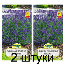 Семена Лаванда узколистная Хидкот (W. Legutko) 0,1 г, РБ -2шт Семена Лаванда узколистная Хидкот (W. Legutko) 0,1 г, РБ -2шт