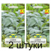 Семена Шалфей лекарственный (Sativa) 0,3 г, РБ -2шт Семена Шалфей лекарственный (Sativa) 0,3 г, РБ -2шт