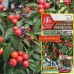 Перец острый кустарниковый Рябиновые бусы (Семена Аэлита)