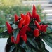 Перец острый декоративный Подросток, 20 семян (серия Урожай дома - Аэлита)
