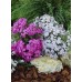 Альпийская смесь Тюрингия (Семена Аэлита)