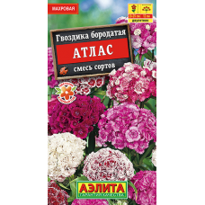 Гвоздика бородатая Атлас, смесь (Семена Аэлита) Гвоздика бородатая Атлас, смесь (Семена Аэлита)