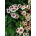 Флокс друммонда Искусство теней, смесь (Семена Аэлита)