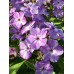 Флокс друммонда Калейдоскоп, смесь (Семена Аэлита)