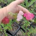 Тысячелистник многолетний Летняя сказка F2, смесь 0,05г (Семена Аэлита) -2шт