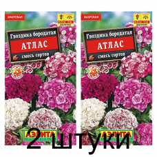 Гвоздика бородатая Атлас, смесь (Семена Аэлита) - 2 штуки Гвоздика бородатая Атлас, смесь (Семена Аэлита) - 2 штуки
