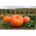 Тыква-гигант Небывалый размах (Семена Аэлита) - 2 штуки