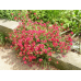 Солнцецвет Каменный цветок, смесь сортов  0,1г (Семена Аэлита)