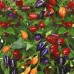 Перец комнатный острый Мексиканец, 5 семян (Серия Четыре лета - Семена ПОИСК)