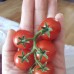 Томат комнатный Беби, 5 семян (Серия Четыре лета - Семена ПОИСК)