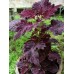 Колеус блюме Блэк дракон, 5 семян (PanAmerican Seed - Аэлита)