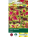 Колеус Виззард Роуз, 10 семян (PanAmerican Seed, СШA)